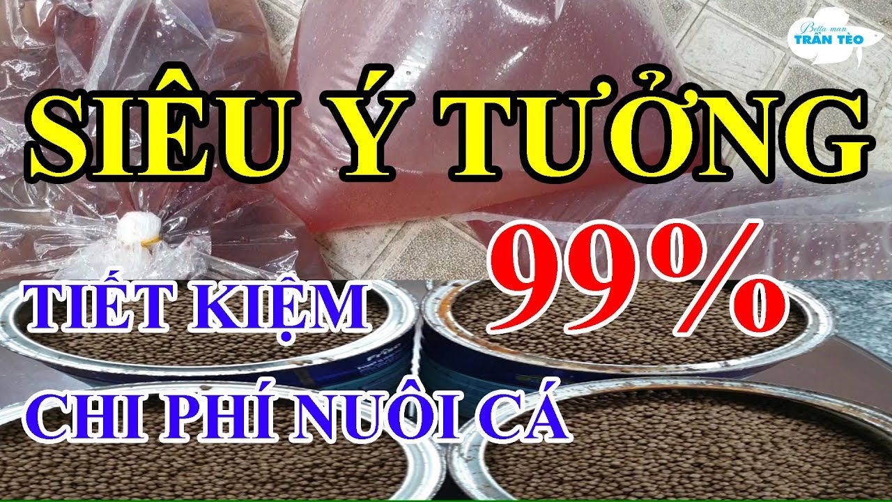 CÁCH TIẾT KIỆM 99% TIỀN THỨC ĂN CHO NHỮNG ANH EM NUÔI CÁ BETTA SỐ LƯỢNG LỚN | bettaman tran teo