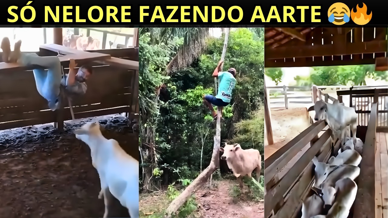 NELORE é o atrepador de pião RUIM! 😅🔥- Nelore sendo nelore PT 4