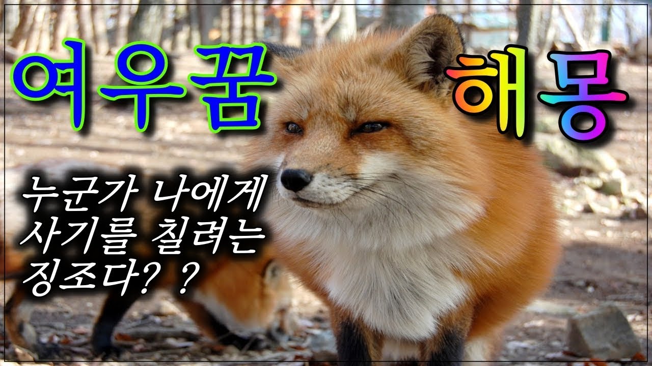 [꿈해몽] 여우가 꿈속에 나오면 해몽은?? (누군가 나에게 사기를 칠려는 징조다?)