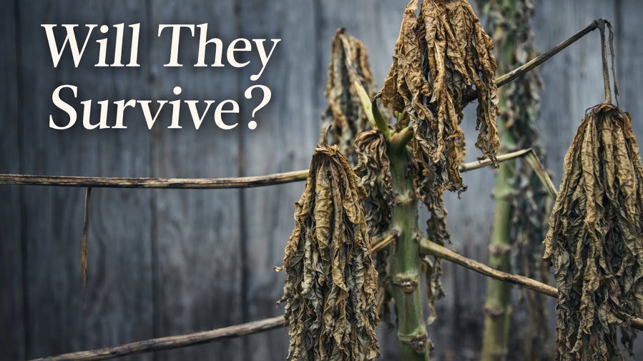 After the Arctic Freeze — Papayas, Ice Cream Bean & Passion Vine | What Survived? (Zone 9b)