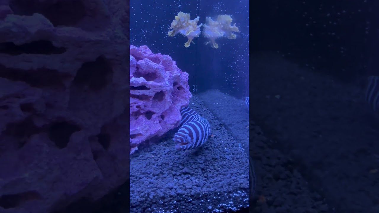 Zebra Moray eel and sargassum frogfish