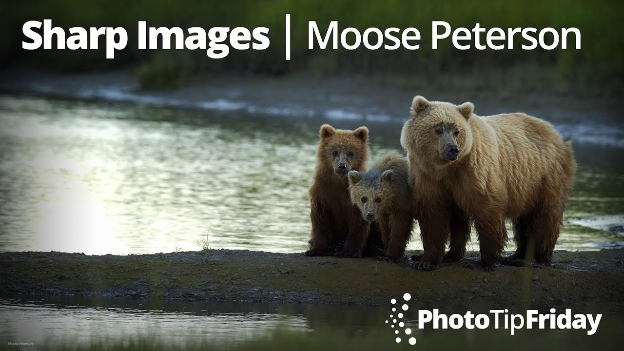 Photo Tip Friday: Moose Peterson 