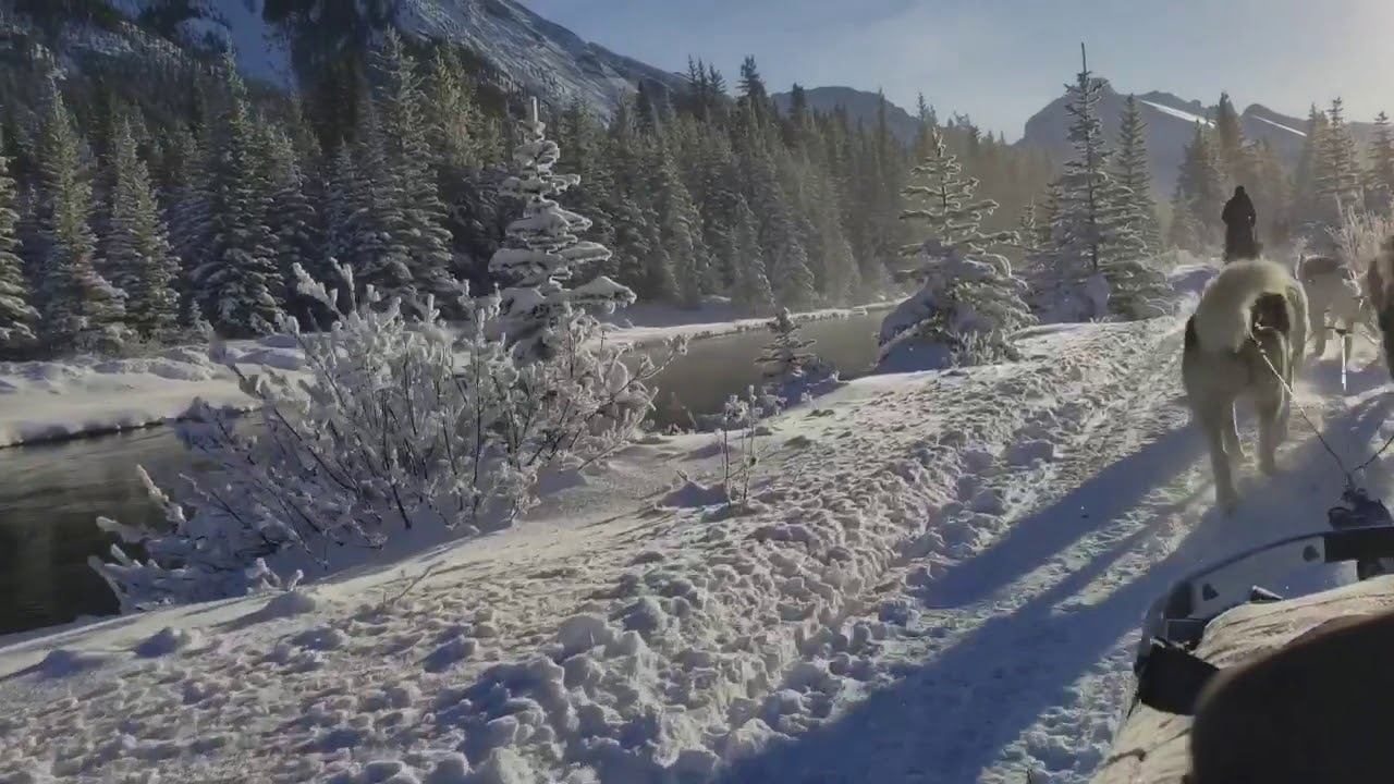 Mushing with Snowy Owl Sled Dog Tours