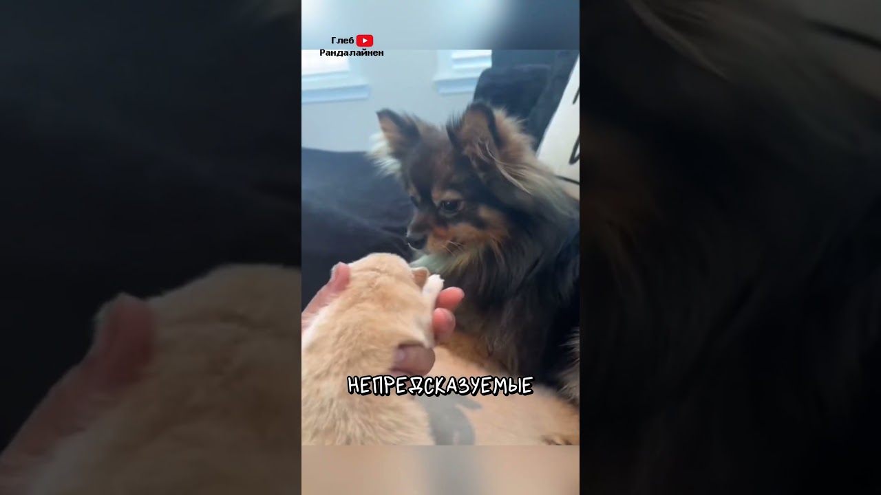 Why Are Father Dogs Afraid of Their Cubs?