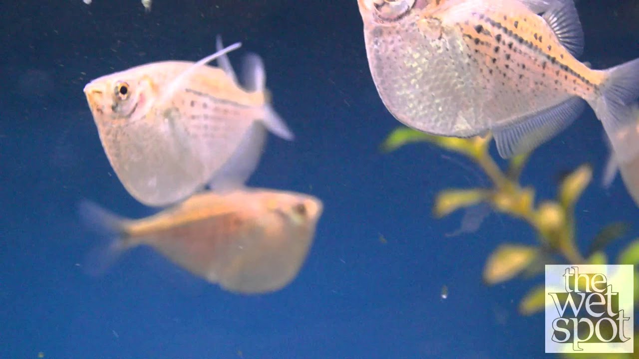 Black Spotted Hatchet Fish (Gasteropelecus maculatus)