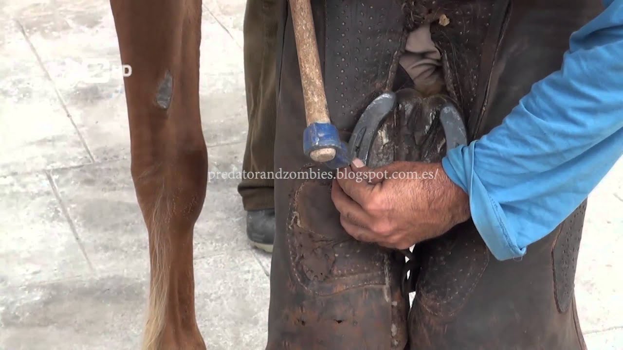 Curso herraje tradicional de caballos 7.8