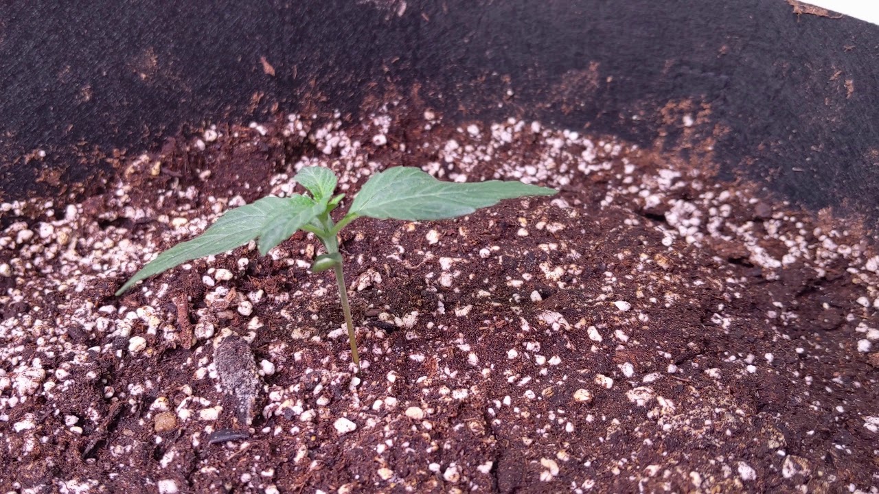 Mephisto Genetics Sour Orange Diesel Kush - Day 9