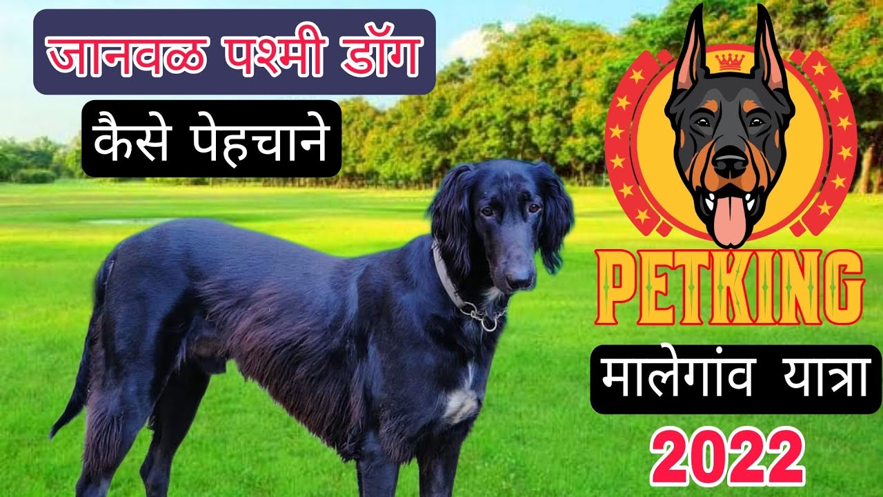 🎯ओरिजनल जानवळ🐶 पष्मी डॉग को कैसे पहेचाने detail व्हिडिओ 📍How to Identify Origianl Pashmi dog breed