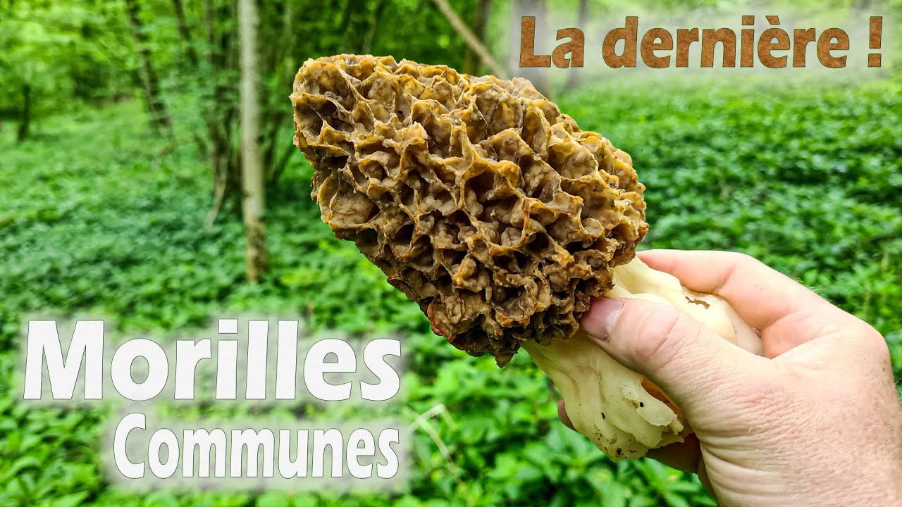 Une ultime journée très enrichissante et record aux morilles.