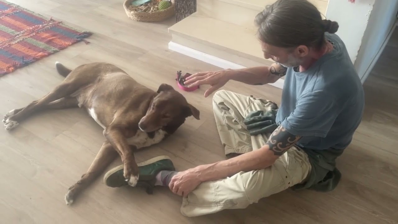Energy reset treatment Sunny the dog that came for a few days 2026 part 01