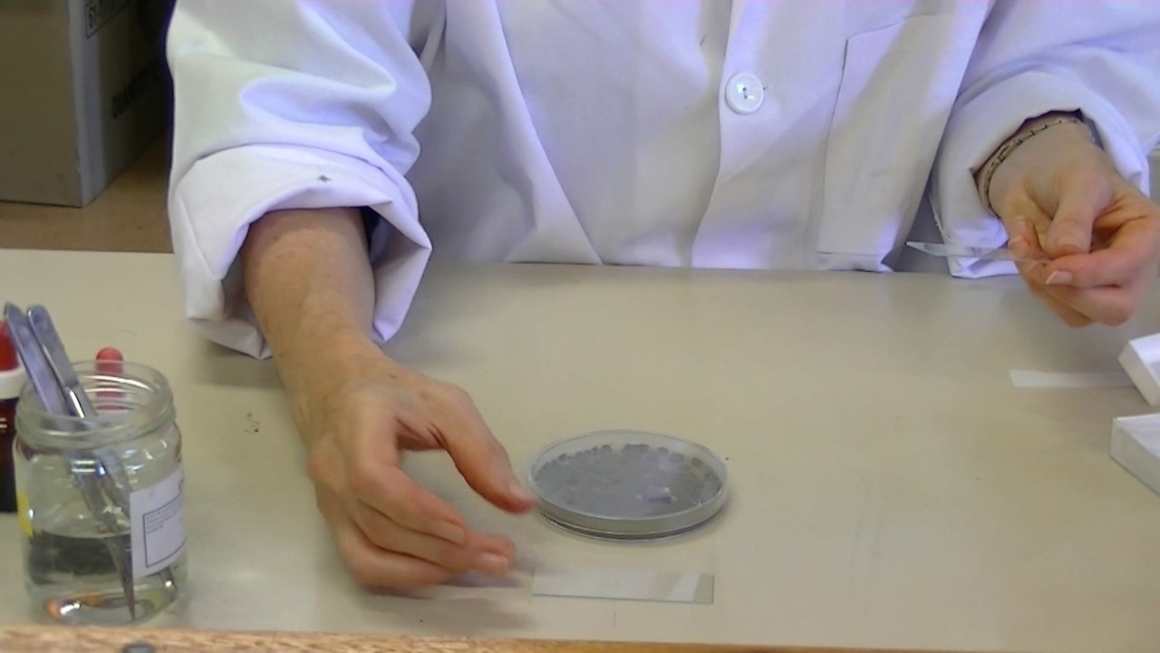 Preparation of slides for examination of key fungal structures -Part 2