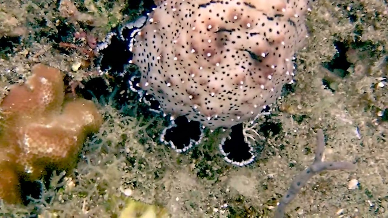 Anilao Day 04 - Graeffe's sea cucumber