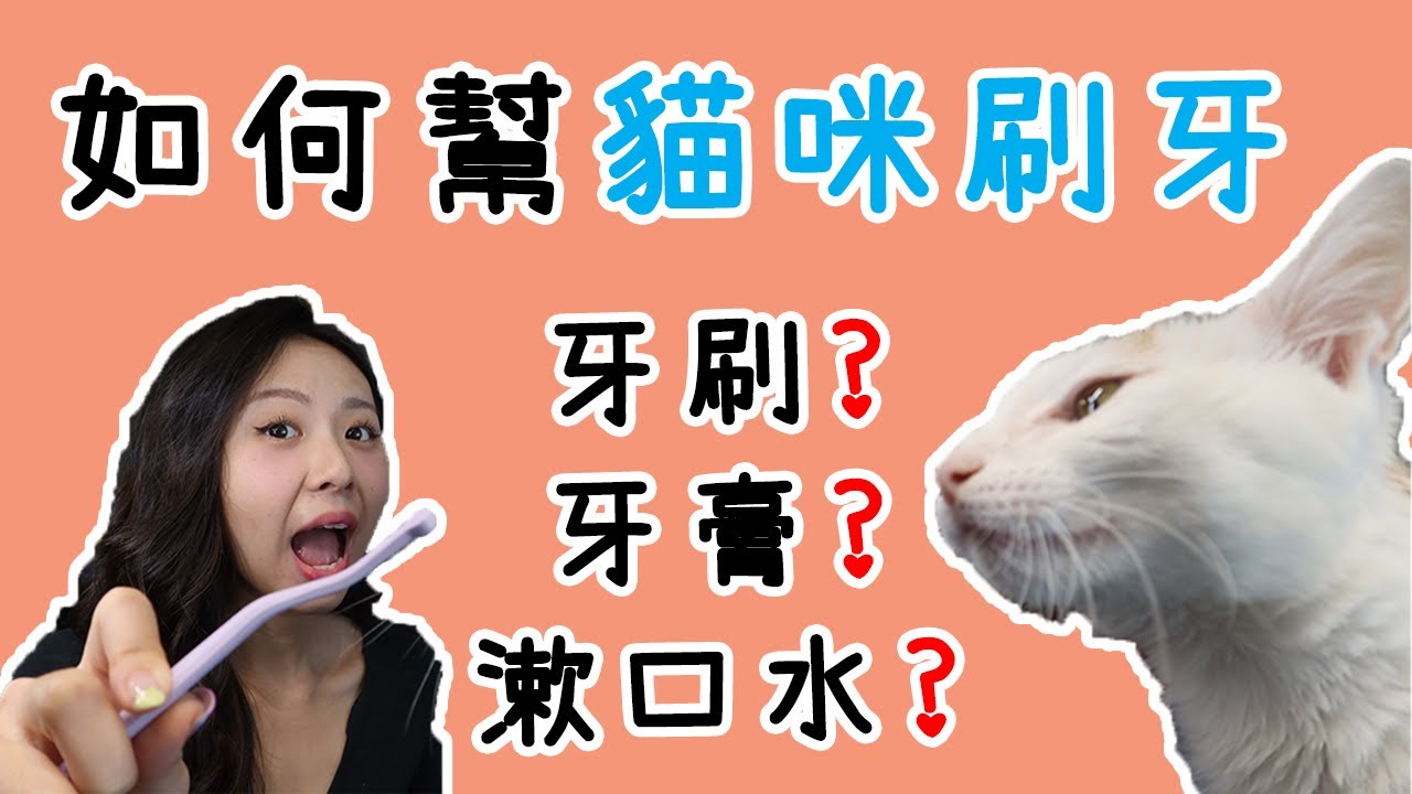 貓 刷牙|貓咪 清潔|貓嘴巴臭|给猫清潔|貓 牙齒|貓咪 洗牙|貓咪 刷牙|貓咪牙齒|寵物牙齒