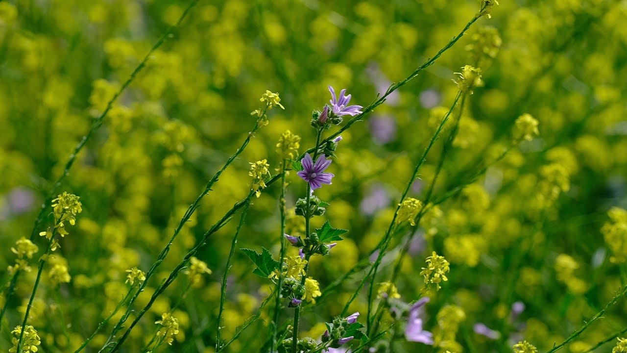 Relaxing Wind and Birds Sounds in Forest I 10 Hours I Black Screen
