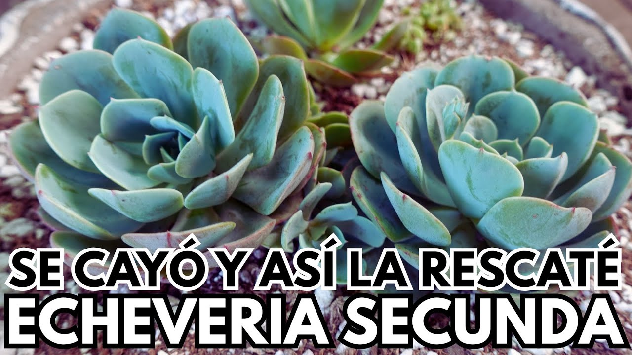 Mi Echeveria secunda se cayó y así la recuperé - Historia + paso a paso