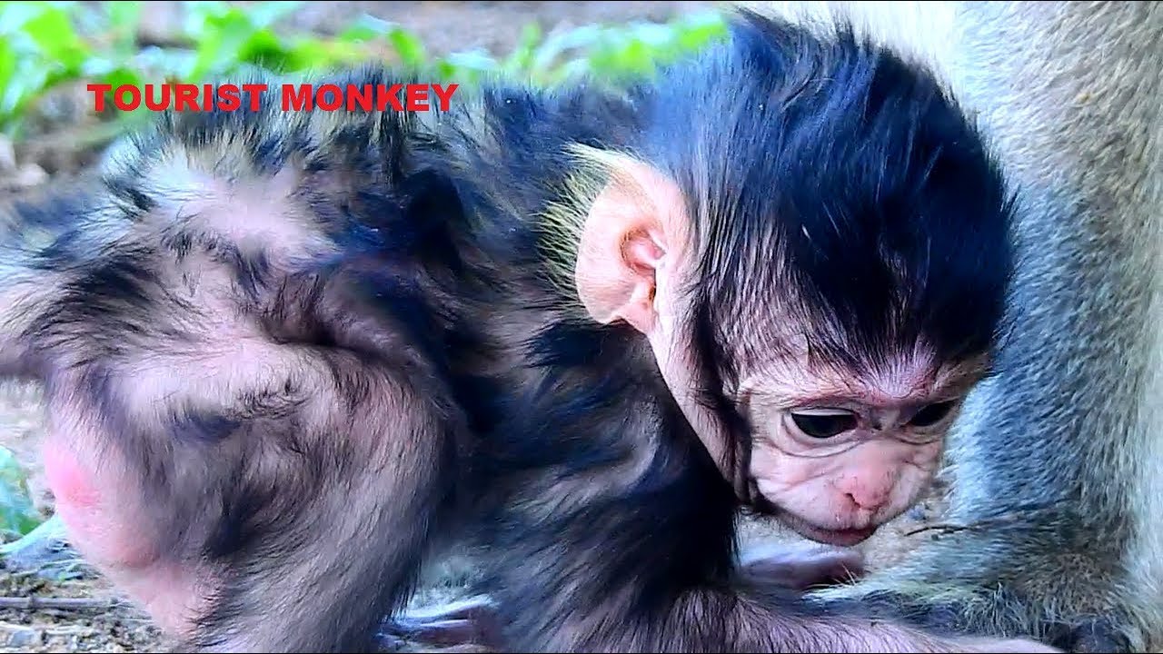 Oh My God Newborn monkey look like newborn Dog, Doggy Monkey, Newborn not walk he jumping, Very cute