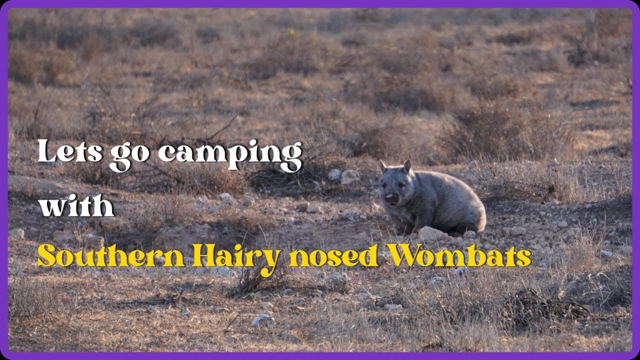 Weekend Camping! Barossa Valley to the Murrylands dark sky region! Cute SA Wombats!