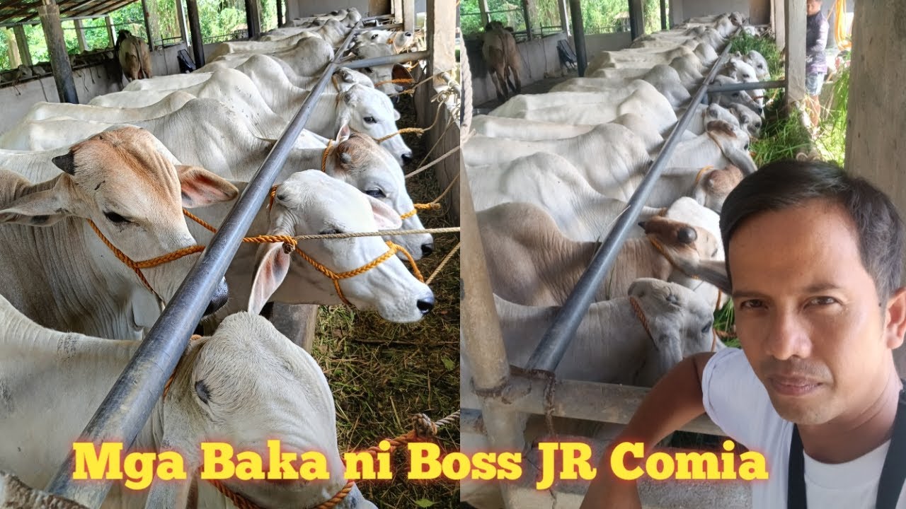 JR COMIA Livestock Dealer!