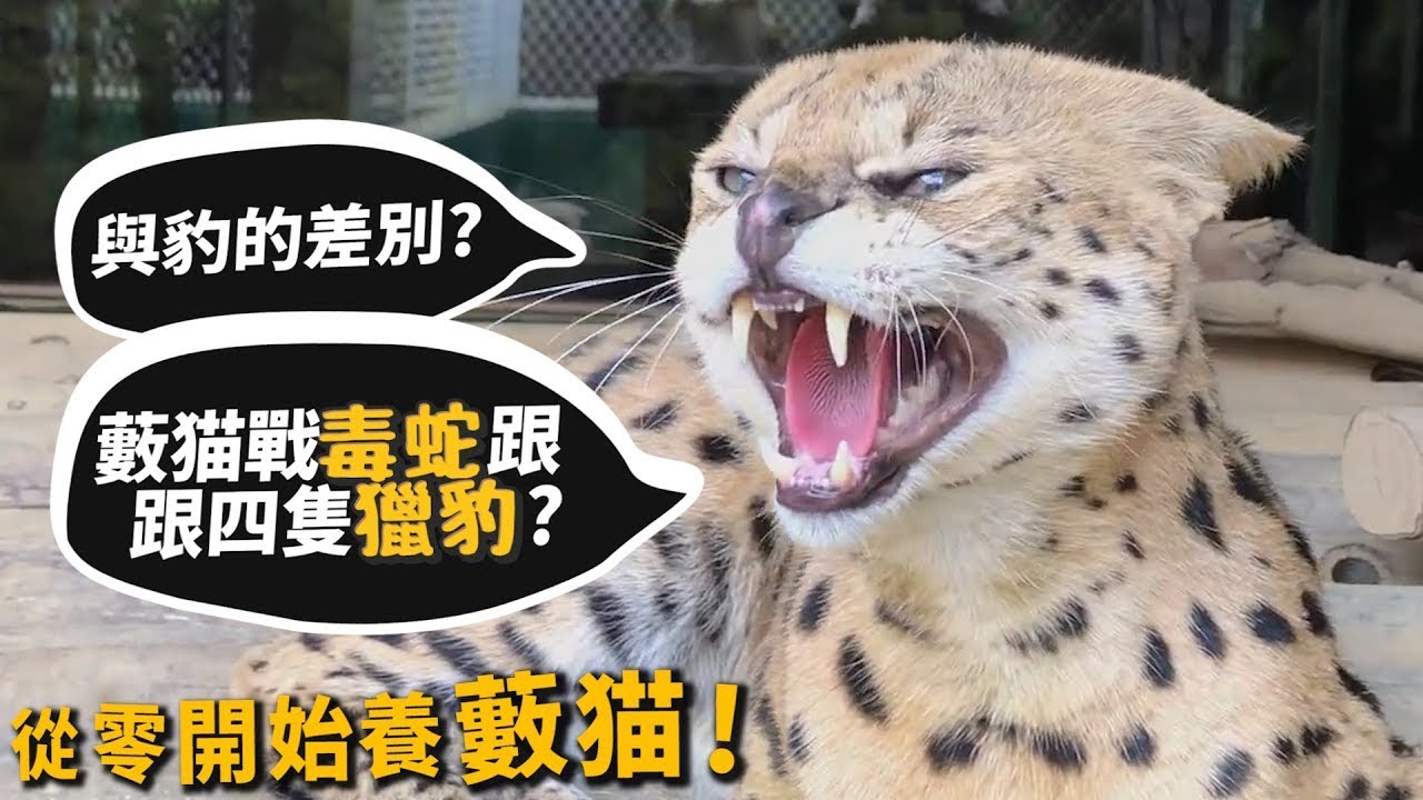 【從零開始養】藪猫!與豹的差別?敢與毒蛇跟獵豹打鬥?【許伯簡芝】Serval
