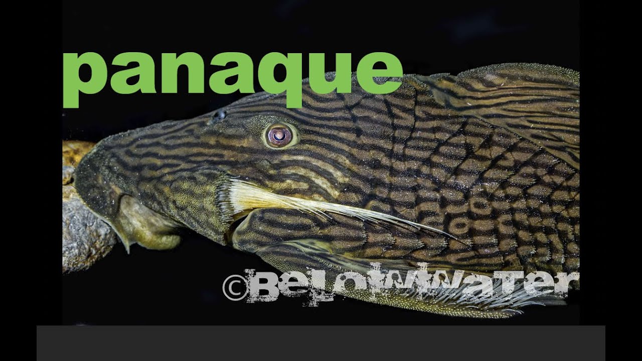 ROYAL PLECOS ! Collecting and keeping Panaque armbrusteri from the Rio Araguaia, Brazil.