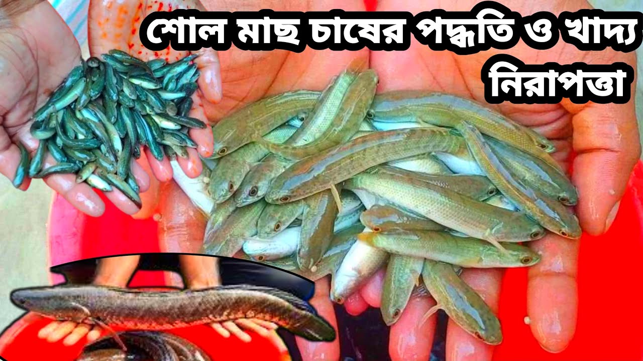 ভিয়েতনাম শোল মাছ চাষের পদ্ধতি ও খাদ্য নিরাপত্তা|| অর্ডার করুন 01717692416 