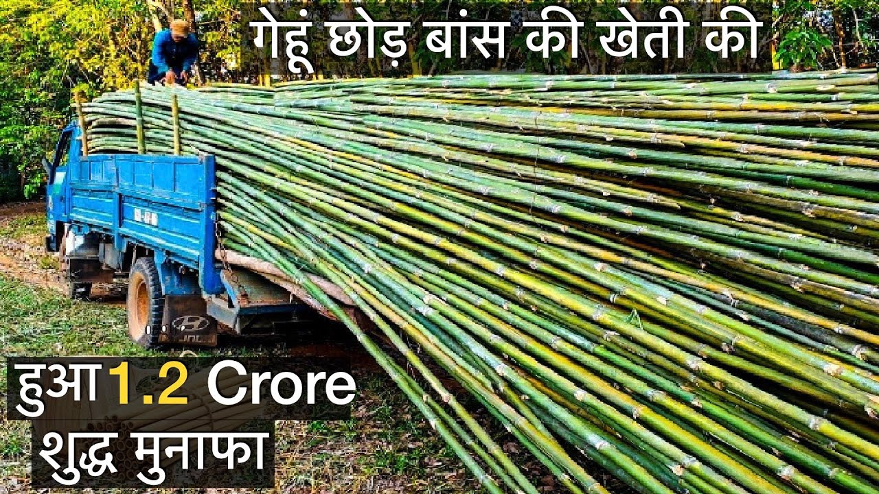 बांस उगाने से बेचने तक पूरी जानकारी Bamboo farming in India Bhopal profit business agriculture