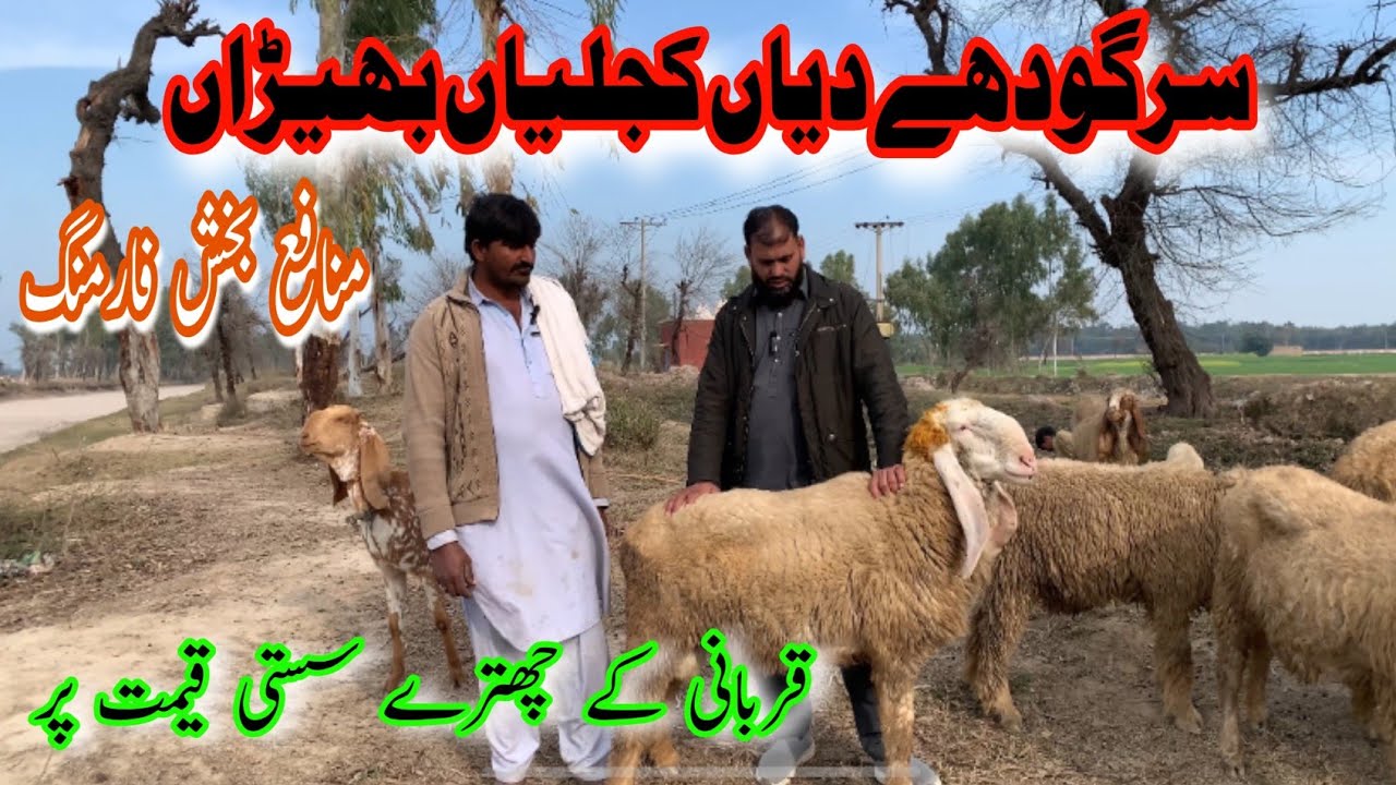 Sargodhay Dian Kajlian Bheran۔ #farming #farmingpakistan #qurbani 