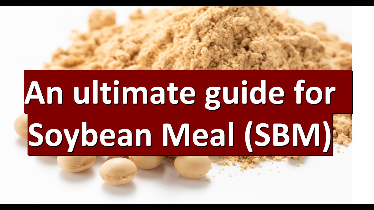 Farm to Feed: Journey of Soybean Meal (SBM) & its Impact on Animal Nutrition, benefits, uses & more