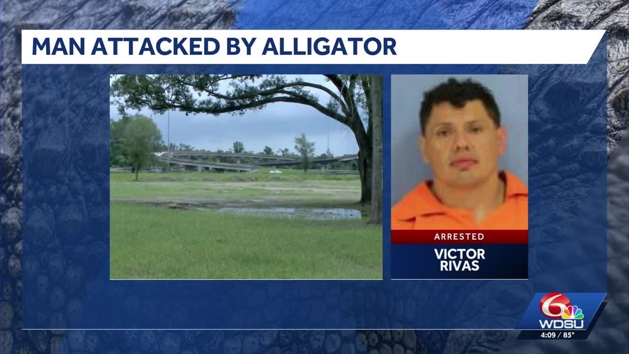 Montz man attacked by alligator while trying to evade Louisiana State Troopers during DWI investi...