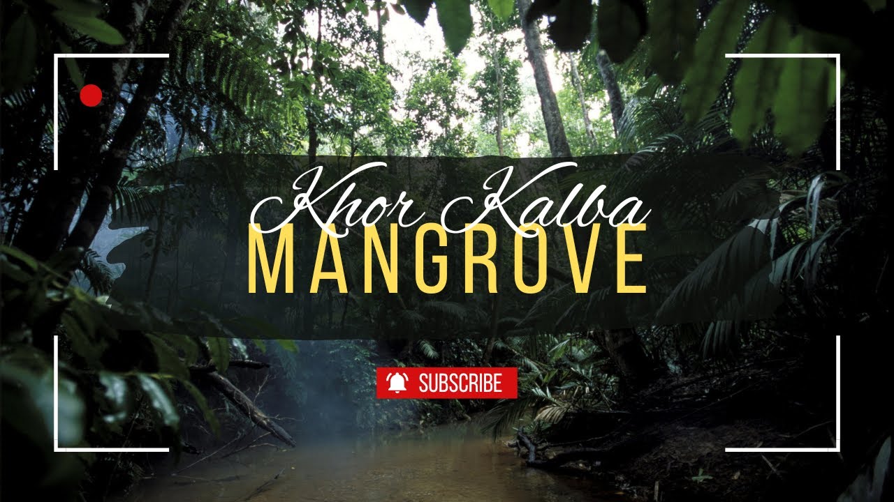 “Exploring Khor Kalba Mangrove Centre: A Hidden Gem of UAE’s Natural Beauty”@lachuandsreeharisworld