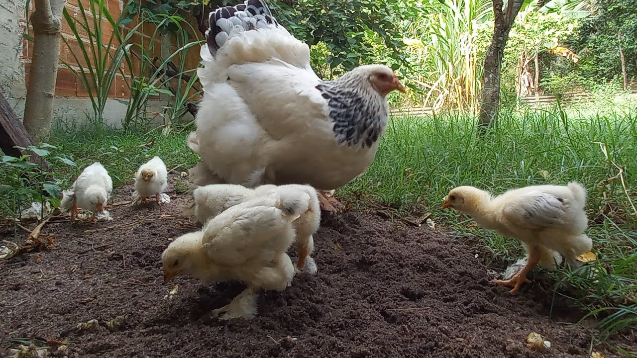 CRIAÇÃO DE BRAHMA LIGTH - Pintinhos no quintal