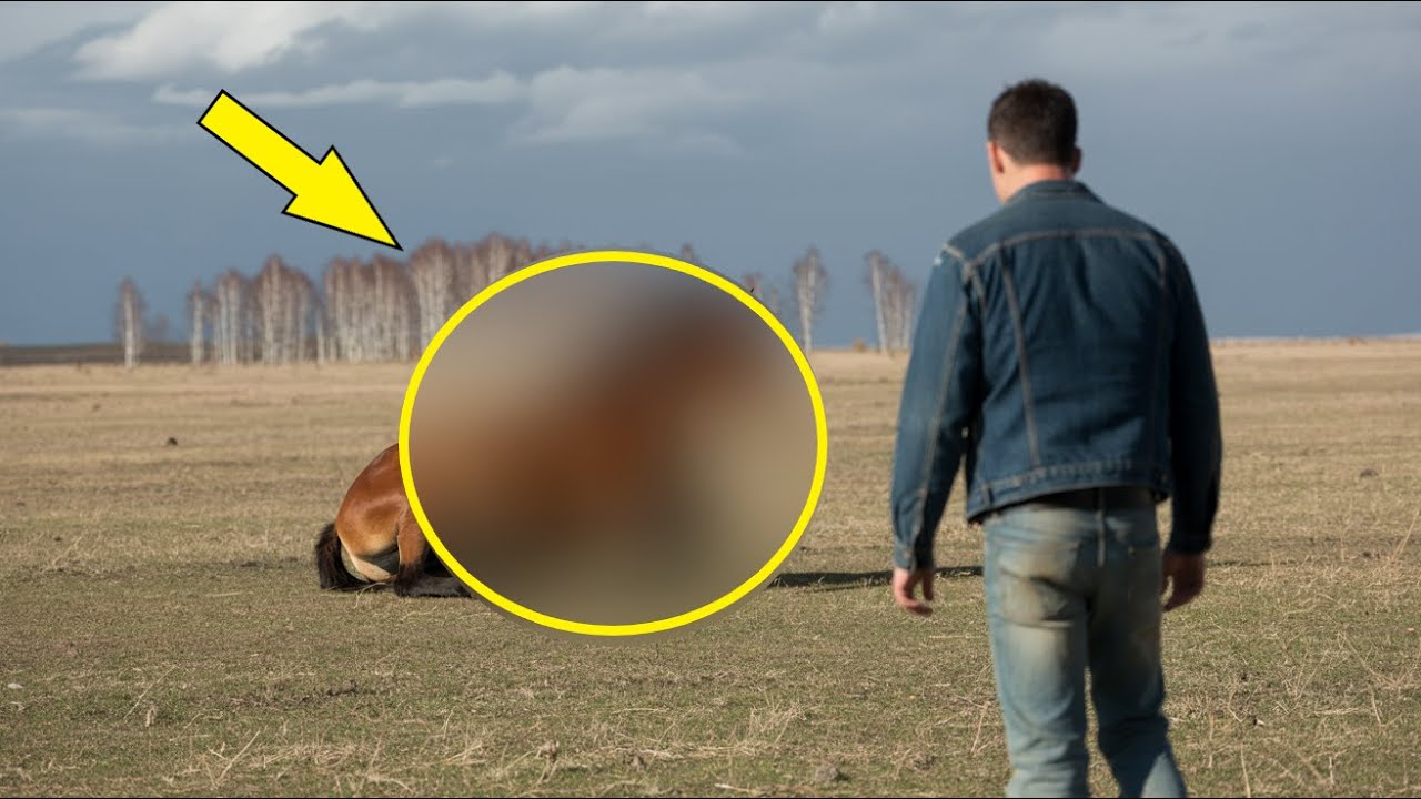 Mężczyzna zauważył dziwny cień na łące. Podszedł i zamarł z szoku!