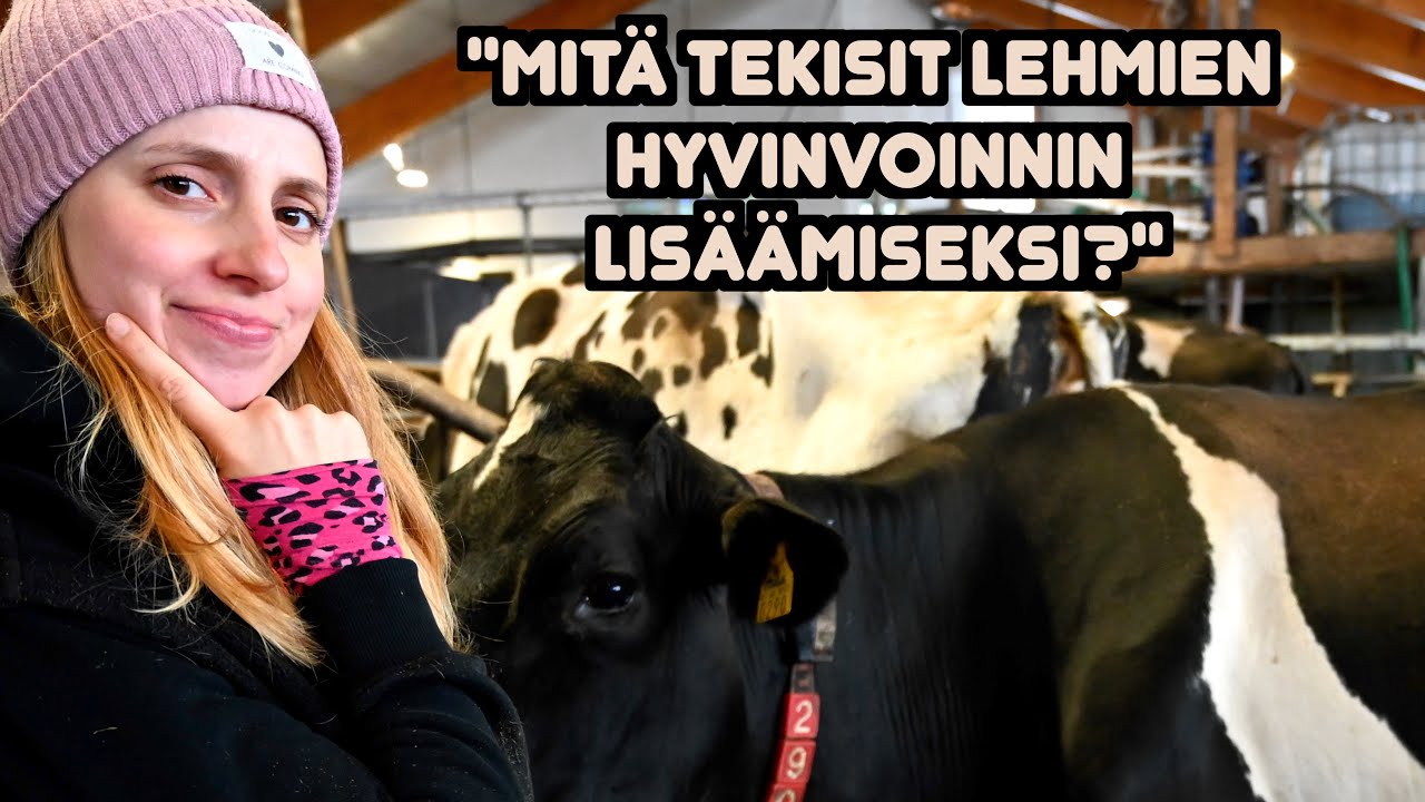 Kysymyksiä: tekeekö lehmä maitoa kuin raskaana? - Q&A
