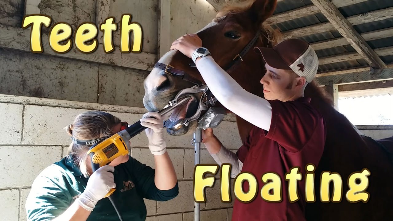 Floating Teeth