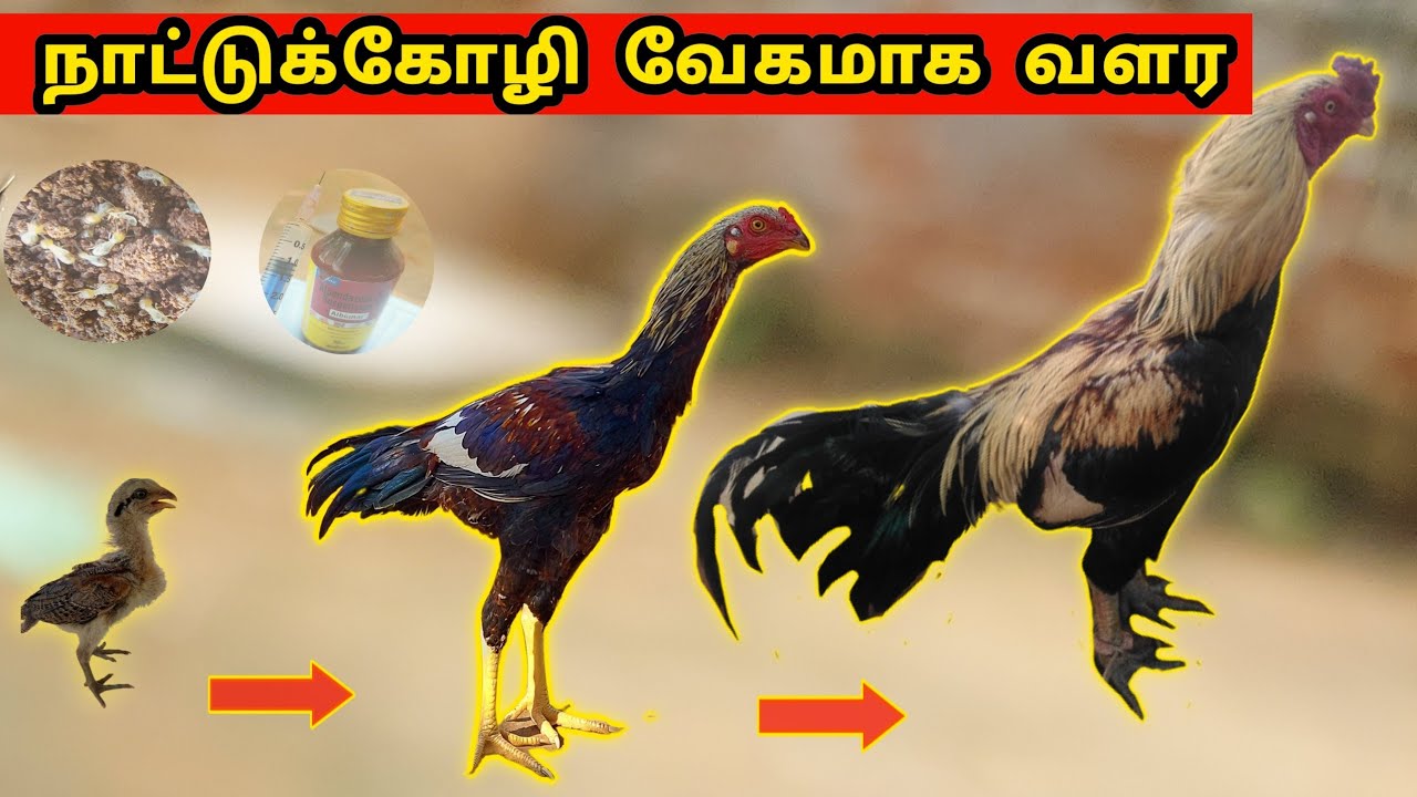 கோழி வேகமாக வளர இதை செய்யுங்கள் ! | Chick Growth Tips in tamil | Natukoli valarpu