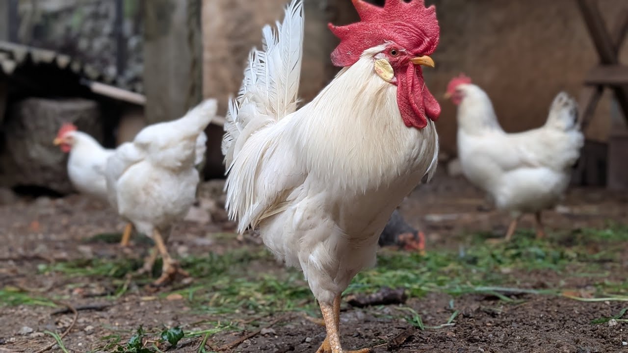 Calm Chicken Sounds for Sleep & Relaxation | Free-Range Chickens Ambience