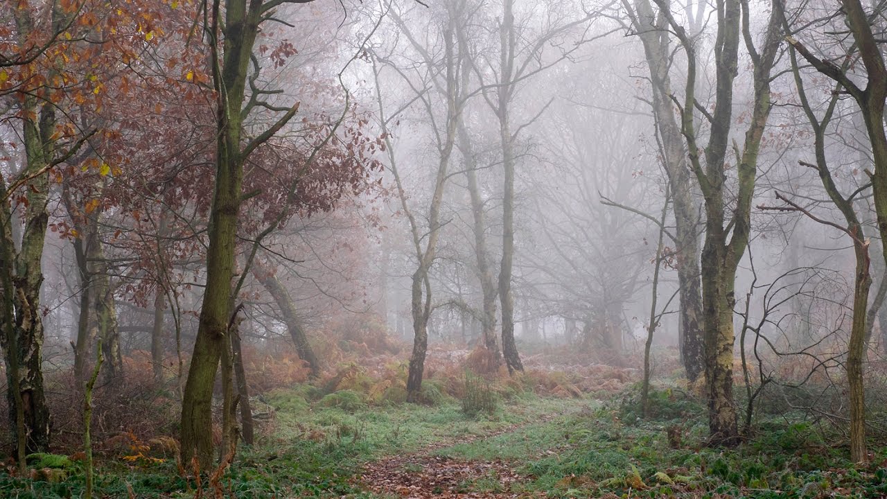 Photography Technique: Mist in the Woods