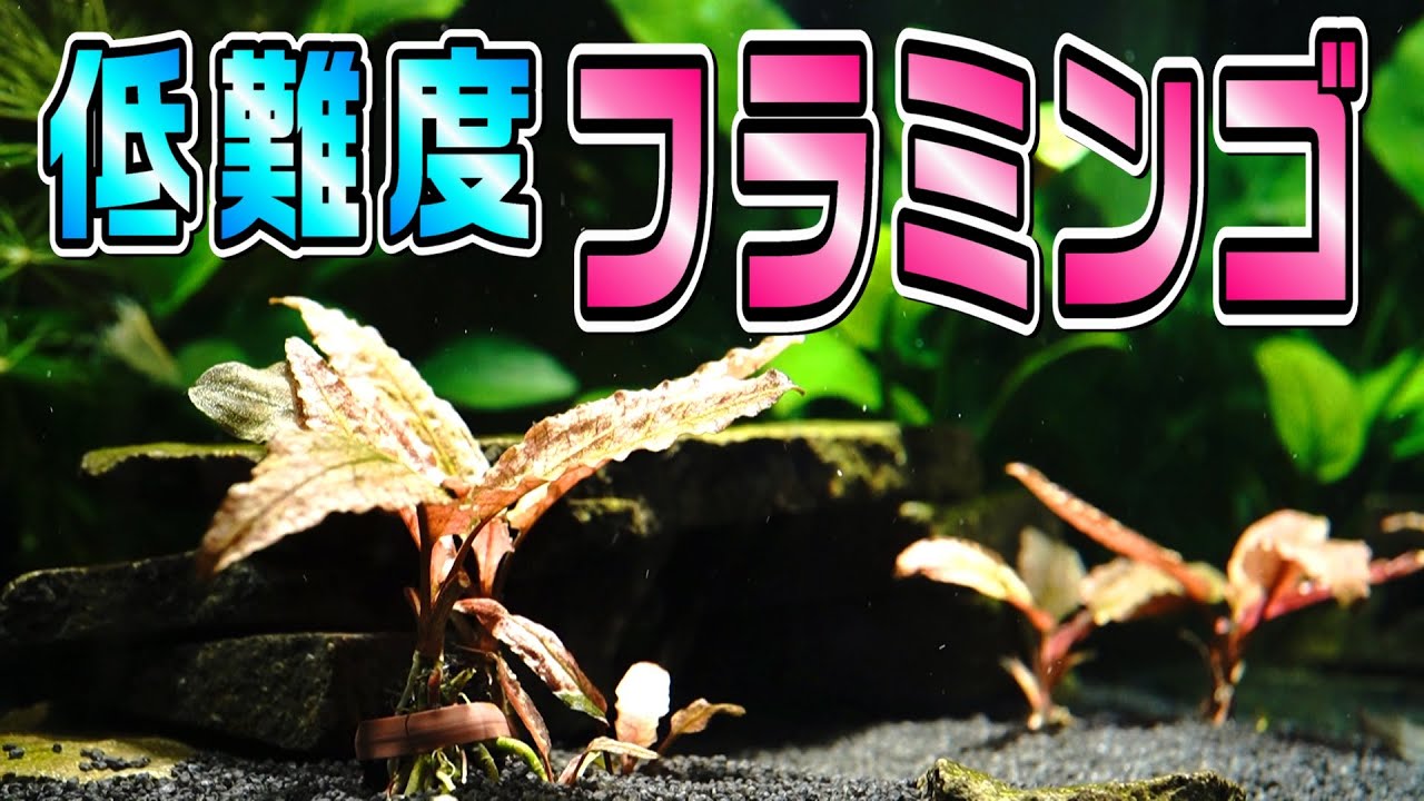 【クリプトコリネフラミンゴ】水中でも水上でも簡単に赤くなる水草【アクアリウム】