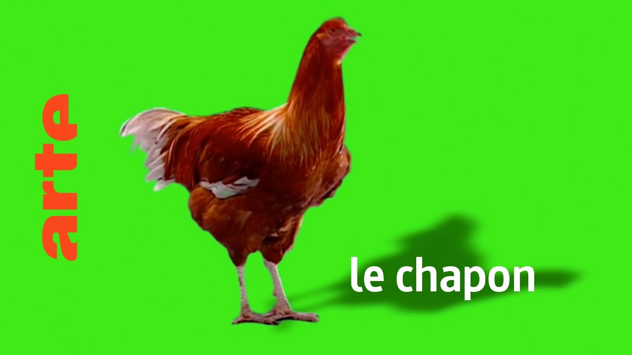 le chapon - Karambolage - ARTE