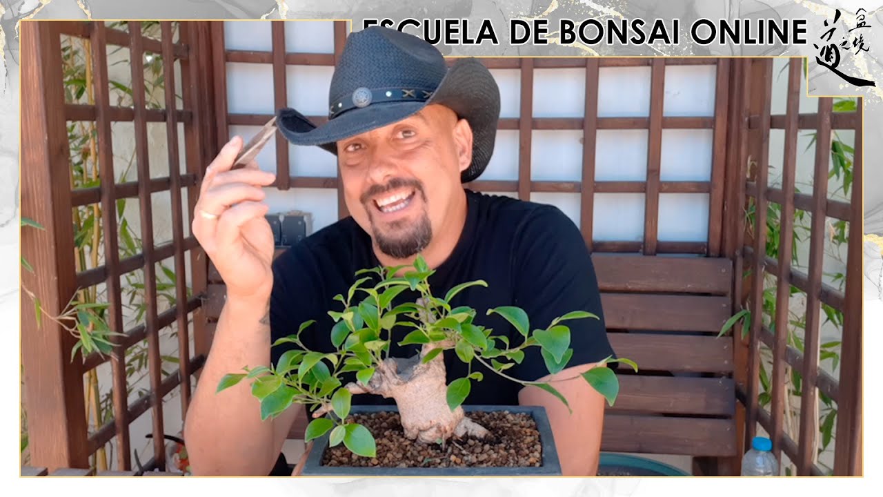 Selecci&oacute;n con PINZAS en Bonsai - El verdadero Pinzado?