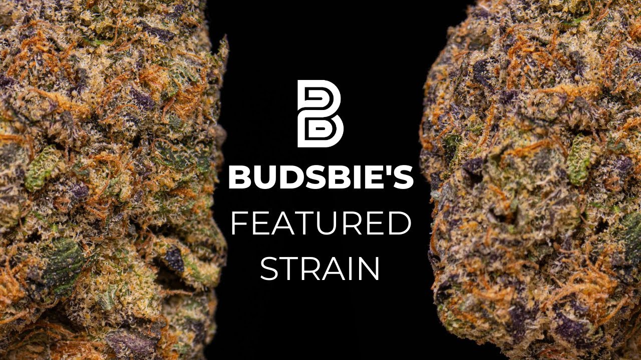 Lemoncello | Budsbie's Featured Strain