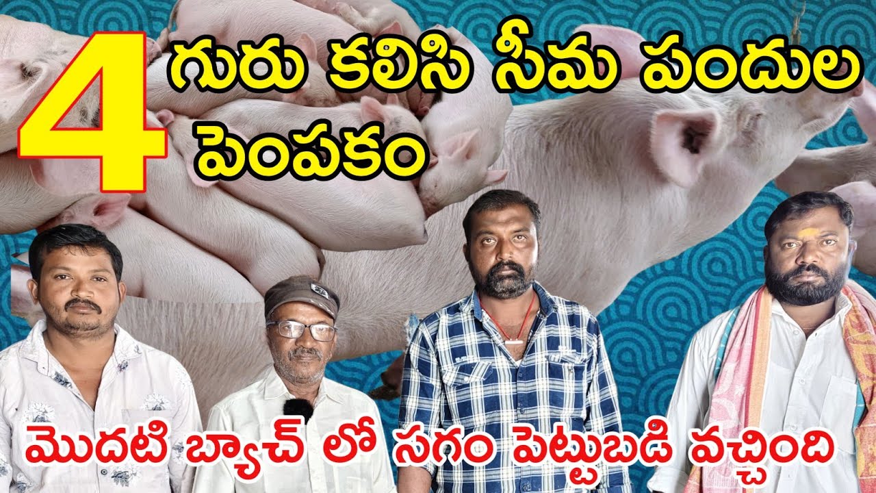 సీమ పందుల పెంపకం|బ్రీడింగ్ కి నాలుగు యూనిట్లు అమ్మాము|Pig Breed Farming|DNR#