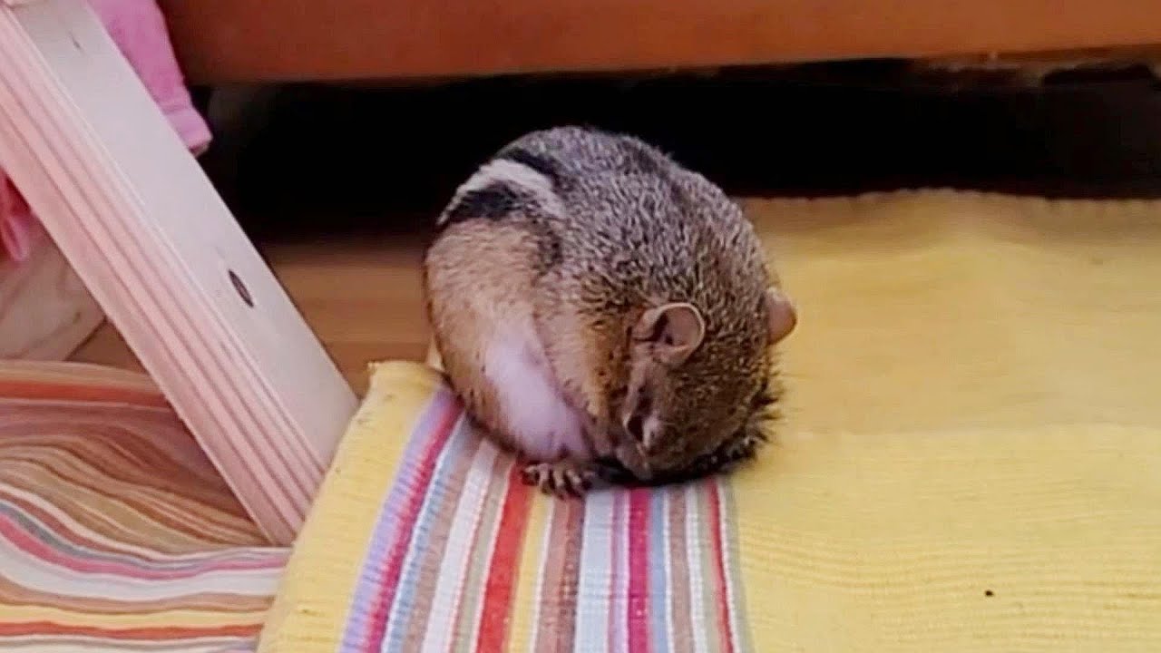 눈치 빠른 다람쥐 쳐키 Chipmunk Chucky Quickly Learns To Read My Mind