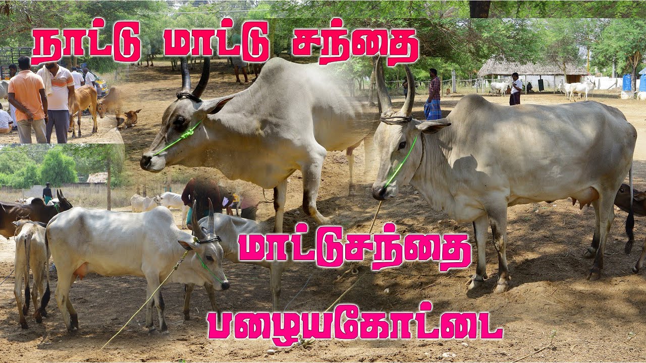 #பழையகோட்டை நாட்டு மாட்டு சந்தை இந்த வார சந்தை நிலவரம்