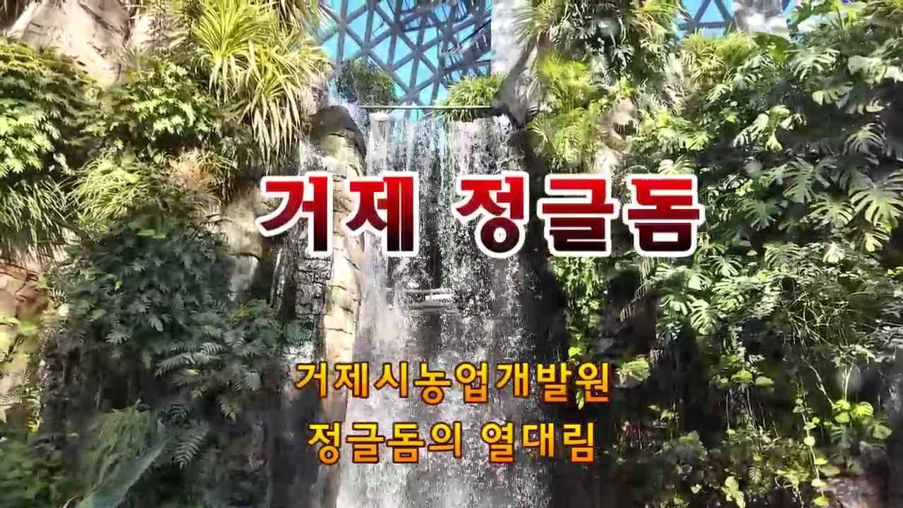 거제 정글돔은 거제시농업개발원 내에 있는 돔형 열대식물원으로 우리나라 최대 규모의 돔형 식물원이라고 한다.