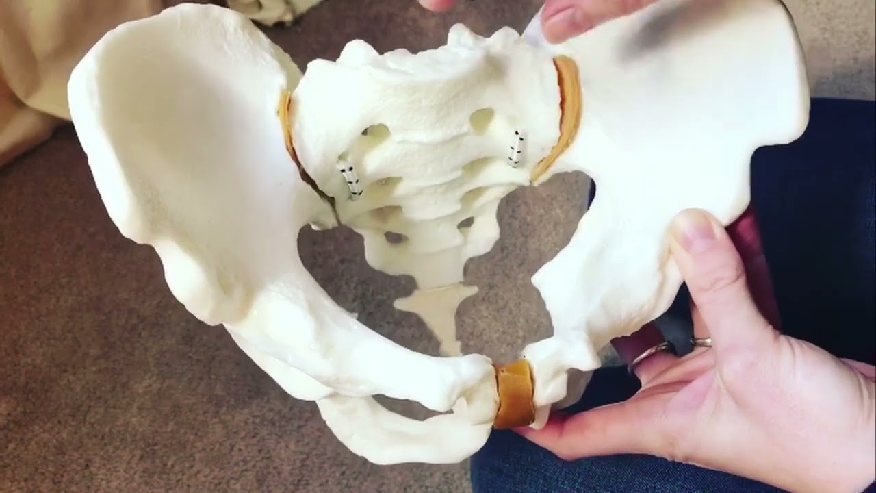 Anatomy of the Female Pelvis | Your Body is Really Made For Birth!