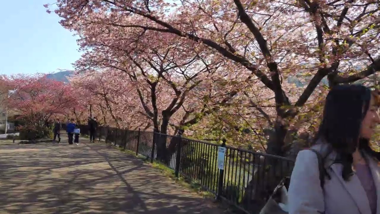 静岡県河津町　河津桜まつり