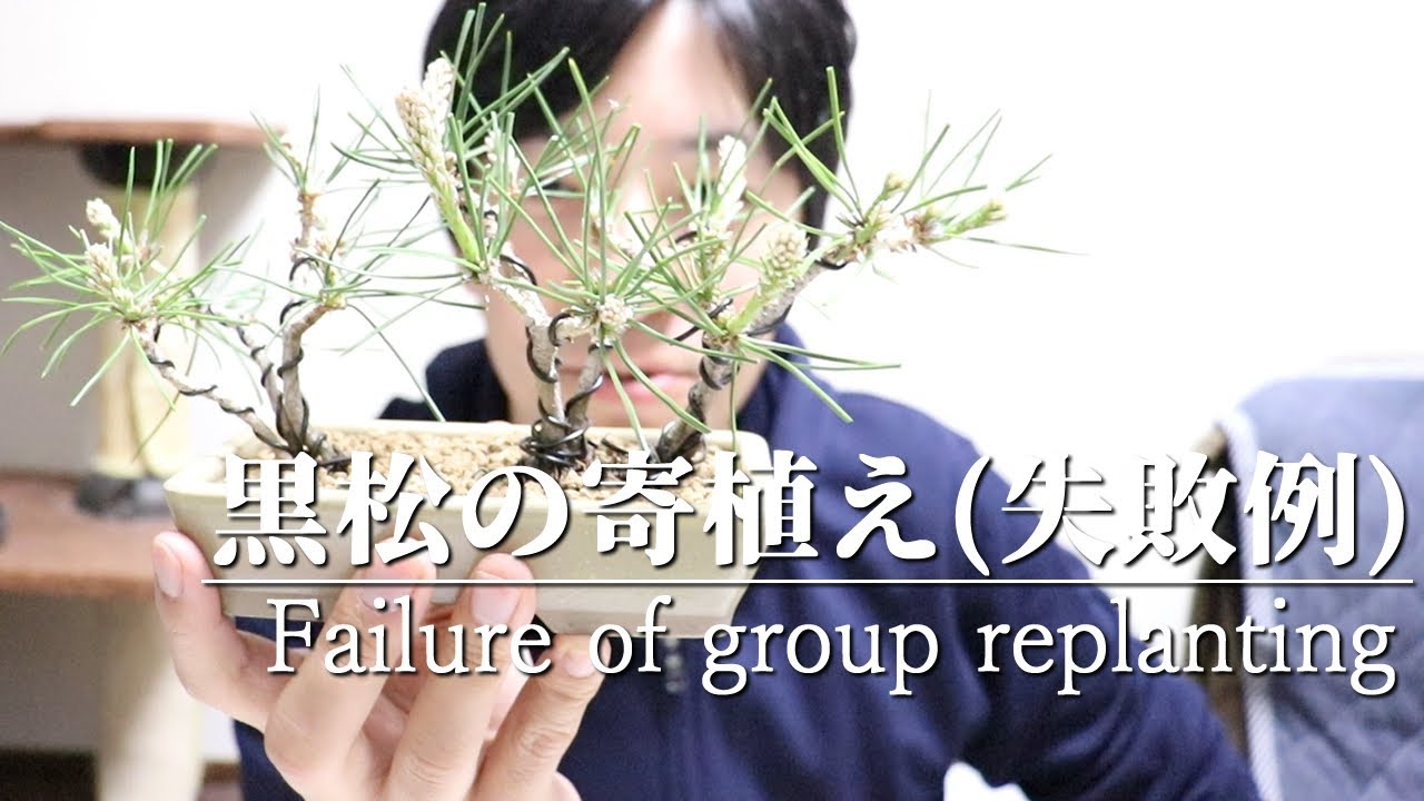 黒松の寄植え(失敗例) - Failure of group replanting of Black pine bonsai