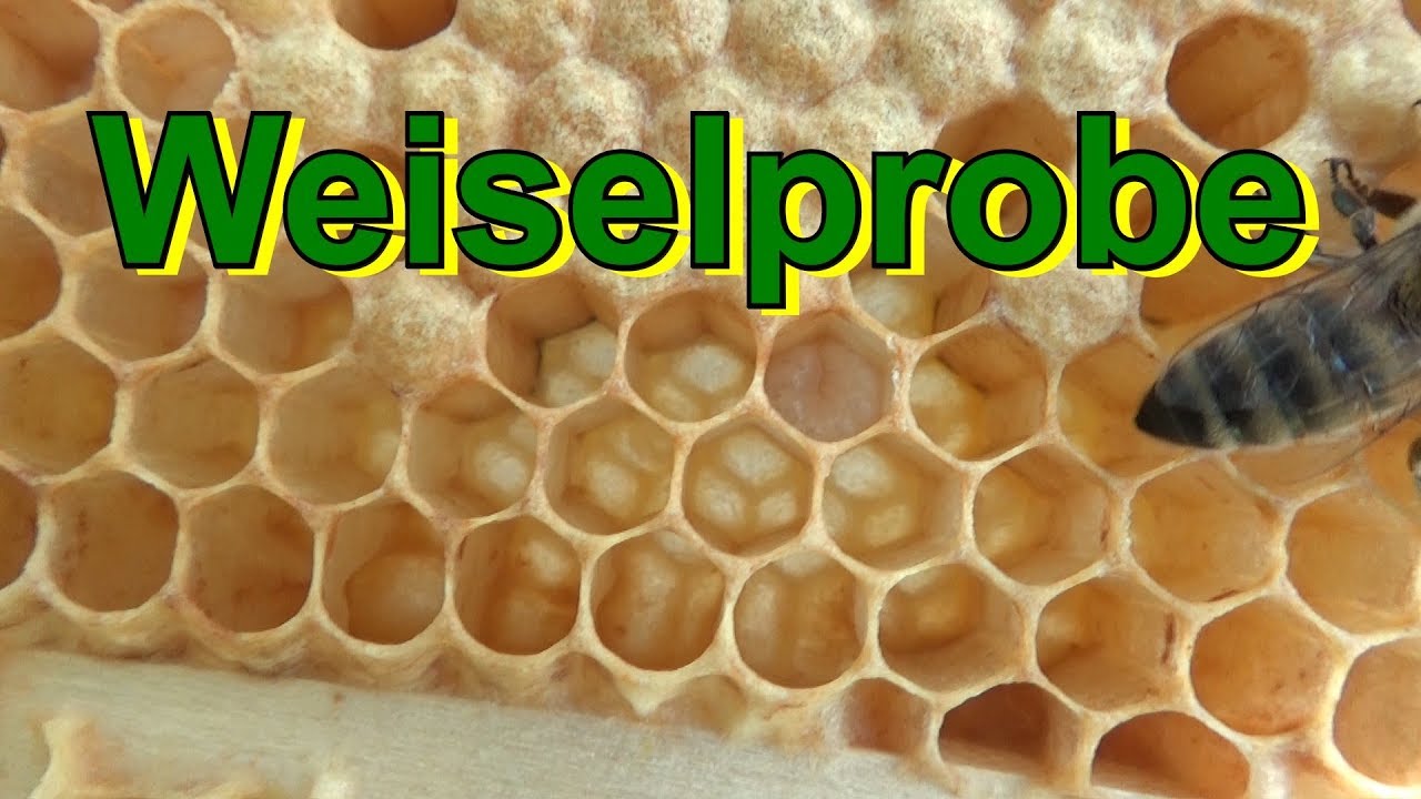 Weiselprobe
