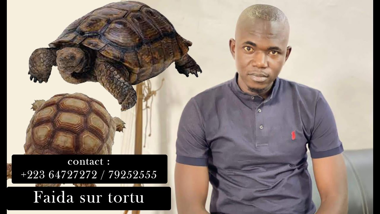 MOHAMED LALABY AVEC LASSI CAMARA FAIDA SUR LE TORTU